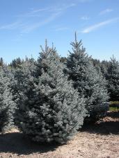 Colorado Spruce